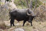 Water buffalo at Rinca.jpg