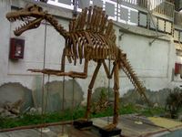 نموذج سپينوصور في المتحف الجيولوجي المصري، صنع مجدي ميخائيل مقار، سنة 2014.