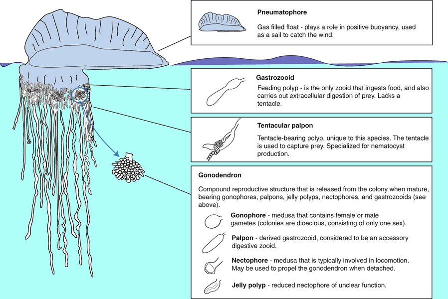 Anatomy of a Physalia physalis colony [9] with descriptions of the function of each zooid