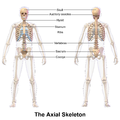 الهيكل العظمي المحوري. منظر أمامي وخلفي.