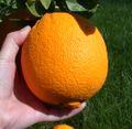 Oranges get their orange colour from a natural pigments called carotenes