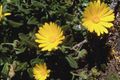 The endangered Calendula maritima