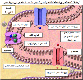 بروتينات النقل في النبيب الملفف القاصي من عروة هنلي