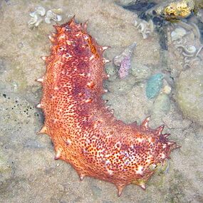 Sea cucumbers filter feed on plankton and suspended solids.