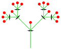 Dichasium