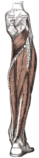 Deep and superficial layers of posterior leg muscles