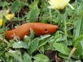 An arion rufus, or European red slug, lives in northern Europe, especially Denmark, and can be eighteen centimeters long.