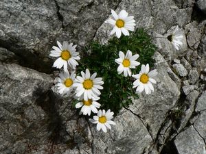 flowers of alpine chrysanthemum