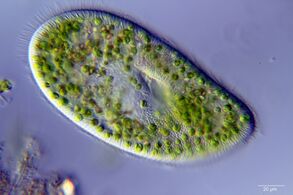 A single-celled ciliate with green zoochlorellae living inside endosymbiotically