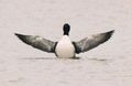 Common loon (Gavia immer) rearing up. Note the plump body and pointed but rather short wings