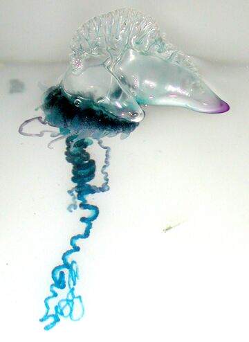 Portuguese Man-O-War (Physalia physalis).jpg