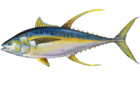التونة صفراء الزعنفة