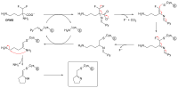 2D chemical structure diagram depicting a lysine residue from the enzyme first reacting with DFMO, elimination of fluoride and carbon dioxide, followed by cysteine attacking the covalent lysine-DFMO adduct freeing the lysine residue to form an irreversible cysteine adduct.