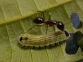 Ant tending a lycaenid caterpillar.