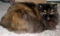 Tortoiseshell Persian Cat - Female