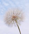The large seed head of Tragopogon pratensis is composed of many single achenes, each with its own pappus