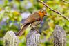 A robin sitting on a fence.jpg