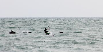 Black Sea Common Dolphins with a kite-surfer off Sochi