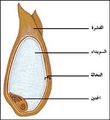 تصغير للنسخة بتاريخ 23:24، 21 أكتوبر 2010