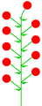 Indeterminate inflorescence with the subterminal flower to simulate the terminal one (vestige present)