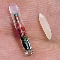 Microchip rfid rice.jpg