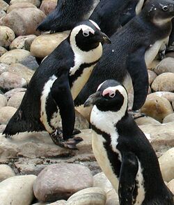 508px-African.penguin.bristol.750pix (Pingstone).jpg