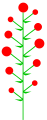 Determinate inflorescence with divergent maturation