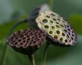 Dried-out and mature lotus seed pods.