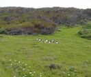 African sacred ibis on Robben Island, 2015.