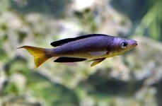 Cyprichromini (E): Cyprichromis microlepidotus and other members of this tribe are open-water planktivores[46][47]