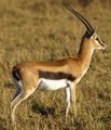 Thomson's Gazelle