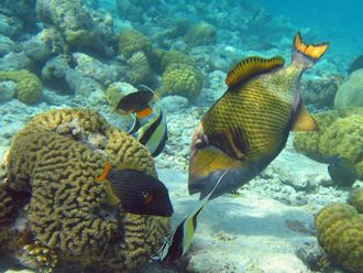 The titan triggerfish followed by small orange-lined triggerfish and moorish idol that feed on leftovers.
