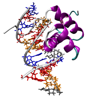 Homeodomain-dna-1ahd.png