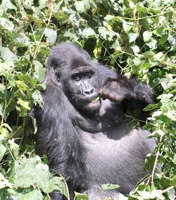 Kahuzi gorilla.jpg