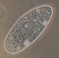 Paramecium.jpg