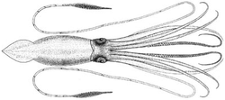 Architeuthis princeps image modified.PNG