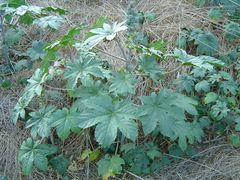 Castor bean in distubred area.jpg