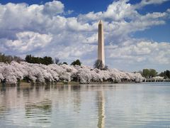 Washington Monument in spring with blossoming cherry trees around the Tidal Basin.