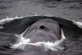 Endangered blue whale, the largest living animal[368]
