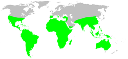 Distribution.theraphosidae.1.png