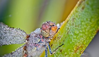 Is my picture dew? This dragonfly looks positively soaked by the clinging drops of water.