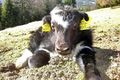 ten-day-old yak