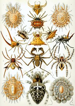 Haeckel Arachnida1.jpg