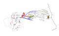 Scheme showing sympathetic and parasympathetic innervation of the pupil and sites of lesion in a Horner's syndrome.