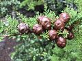 Cupressus goveniana, Carmel, Monterey 1.jpg