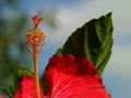 A hibiscus, showing pistil and stamens