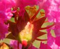 Crape Myrtle flowers - notice how the petals emerge from the calyx tube.