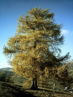 Mélèze en Automne.JPG