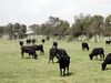 Camargue cattles.jpg