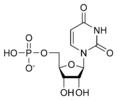 Chemical structure of uridine monophosphate